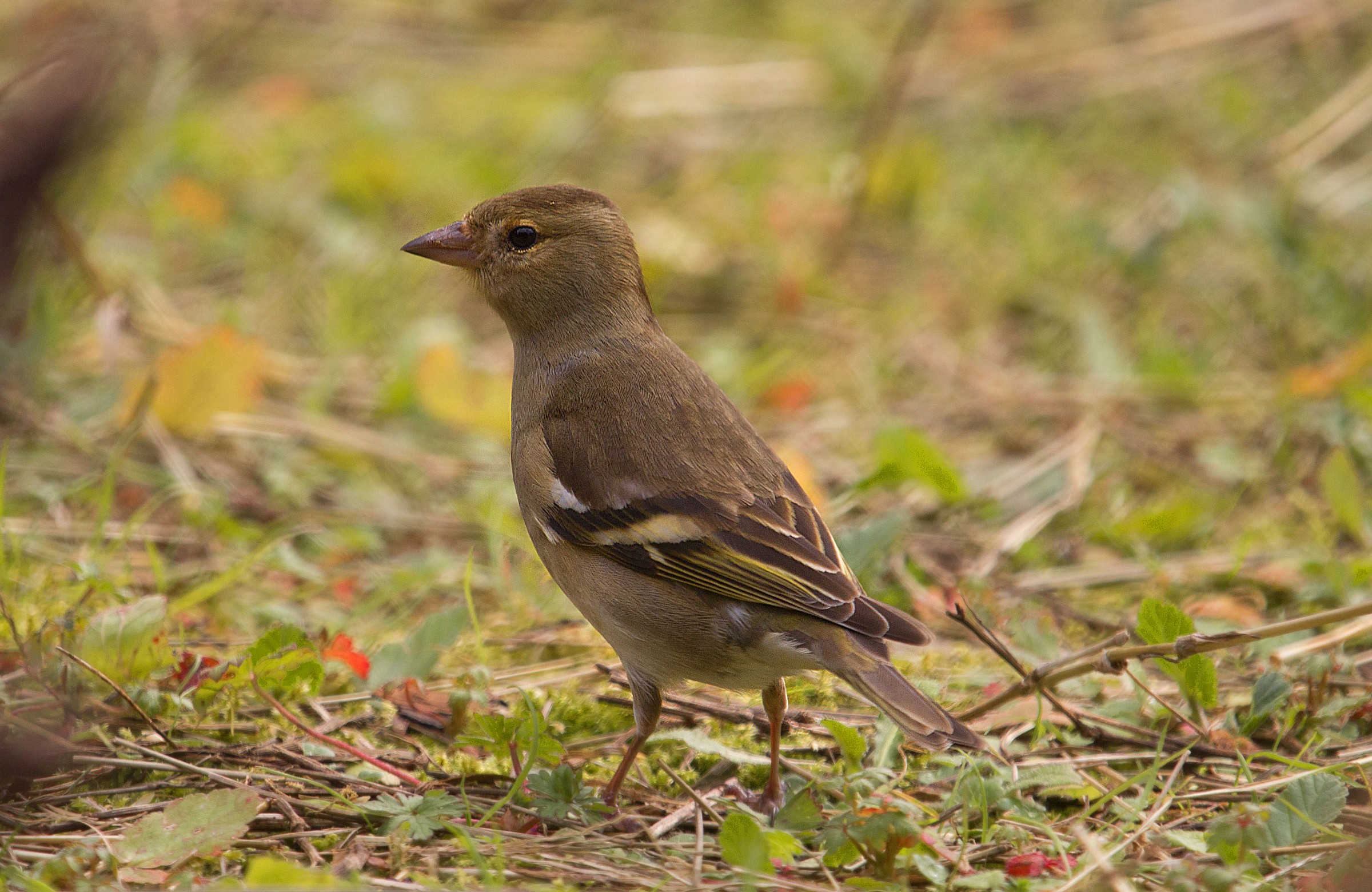 female finch