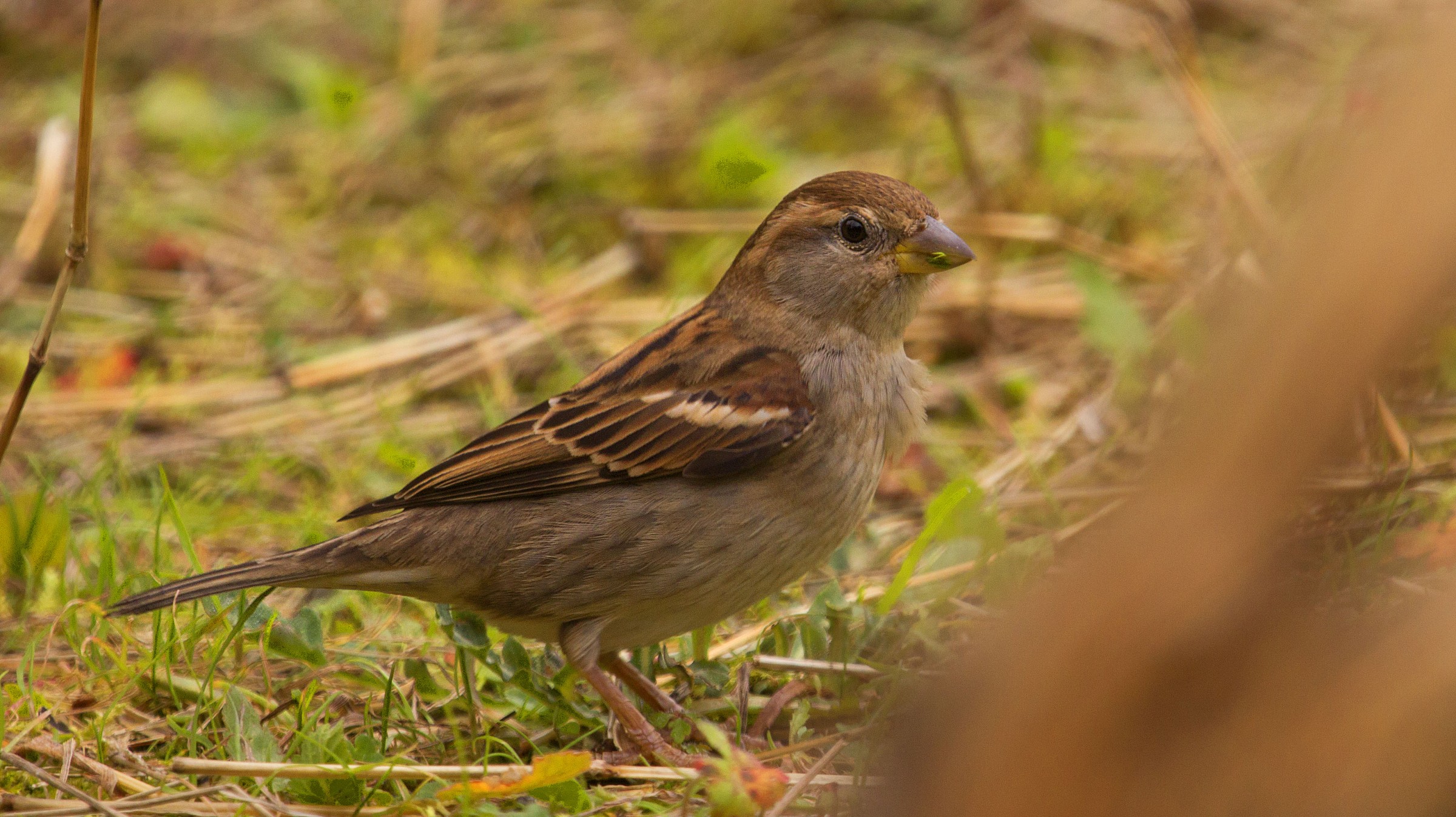 Tree Sparrow female