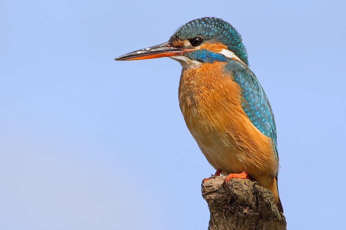 Kingfisher (Alcedo atthis)