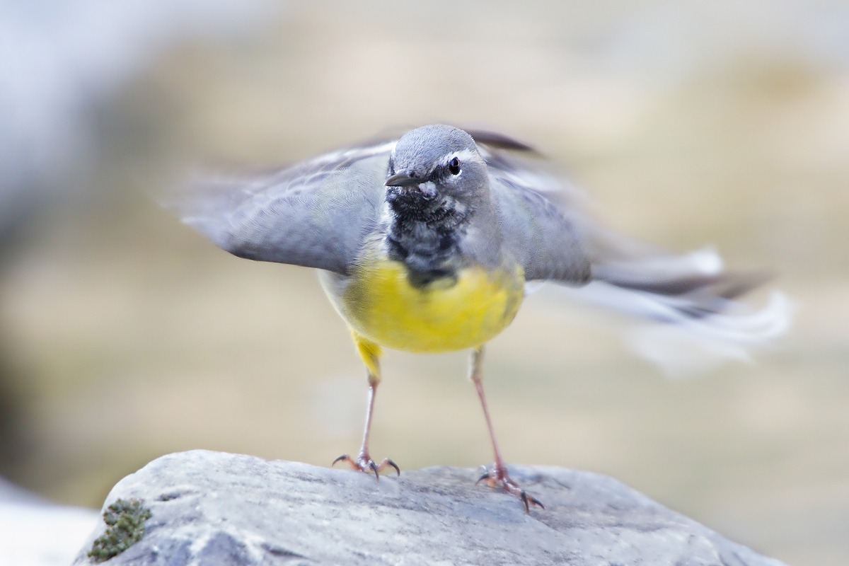The dance of the wagtail