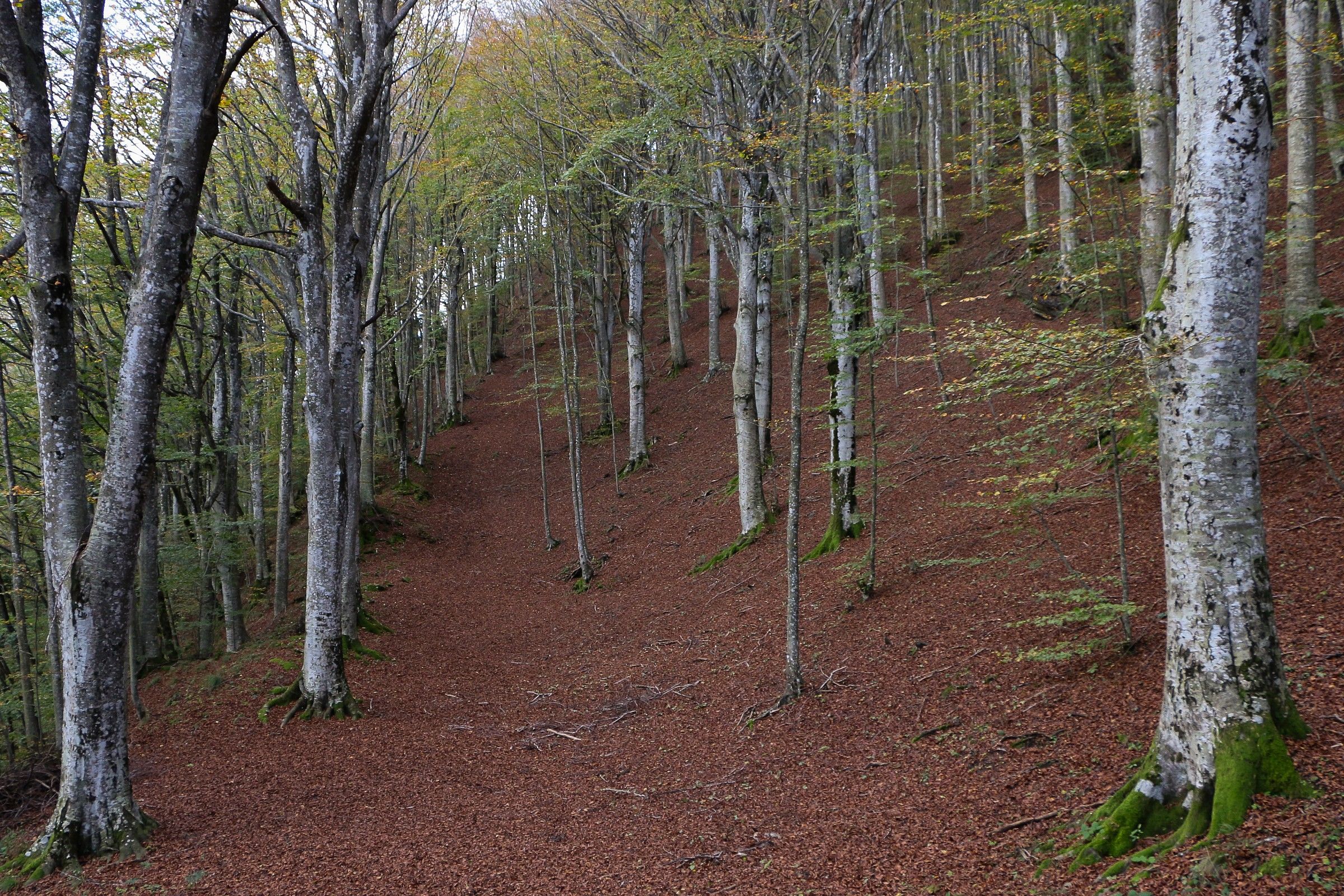 The colors of the forest of Casentino