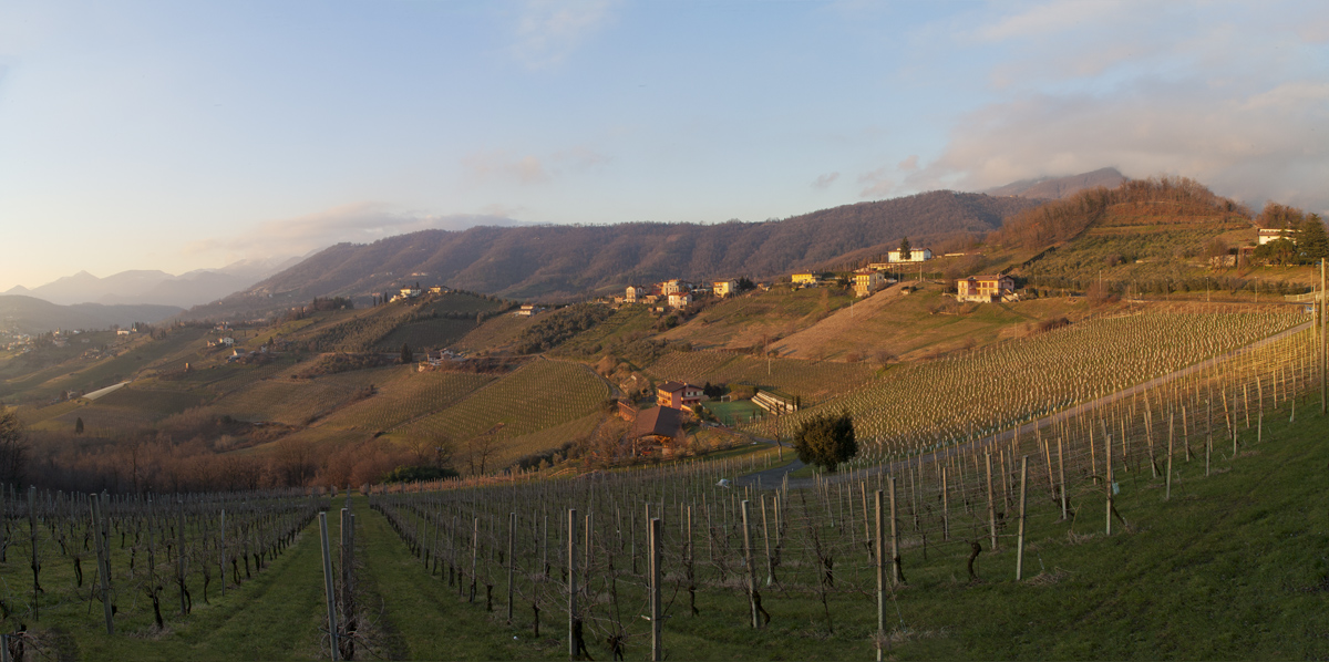 Scanzo and its varieties