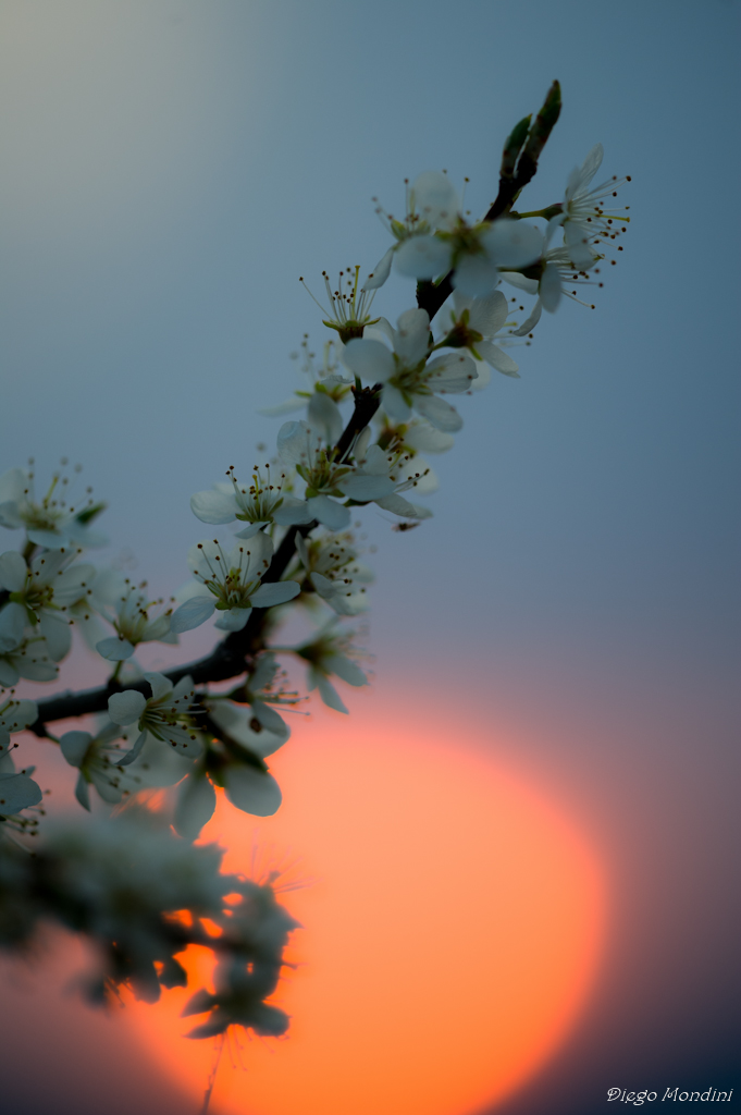 alba flowering Campiani BS