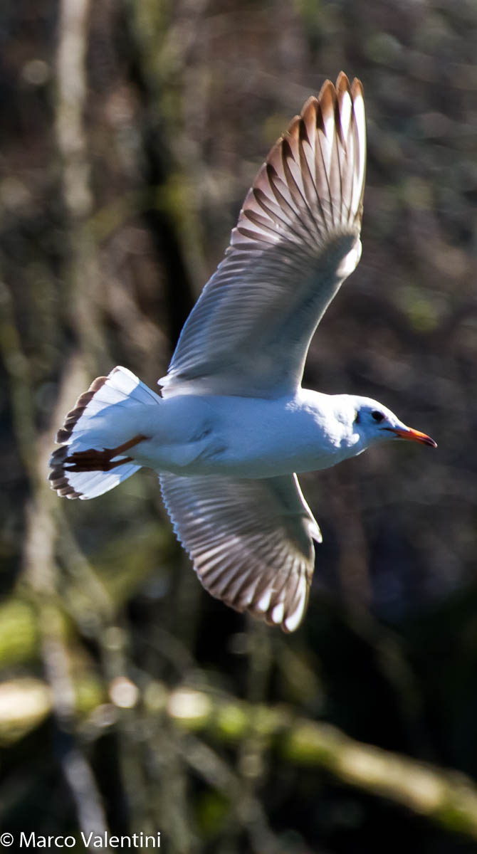 Gabbiano Comune d'Inverno