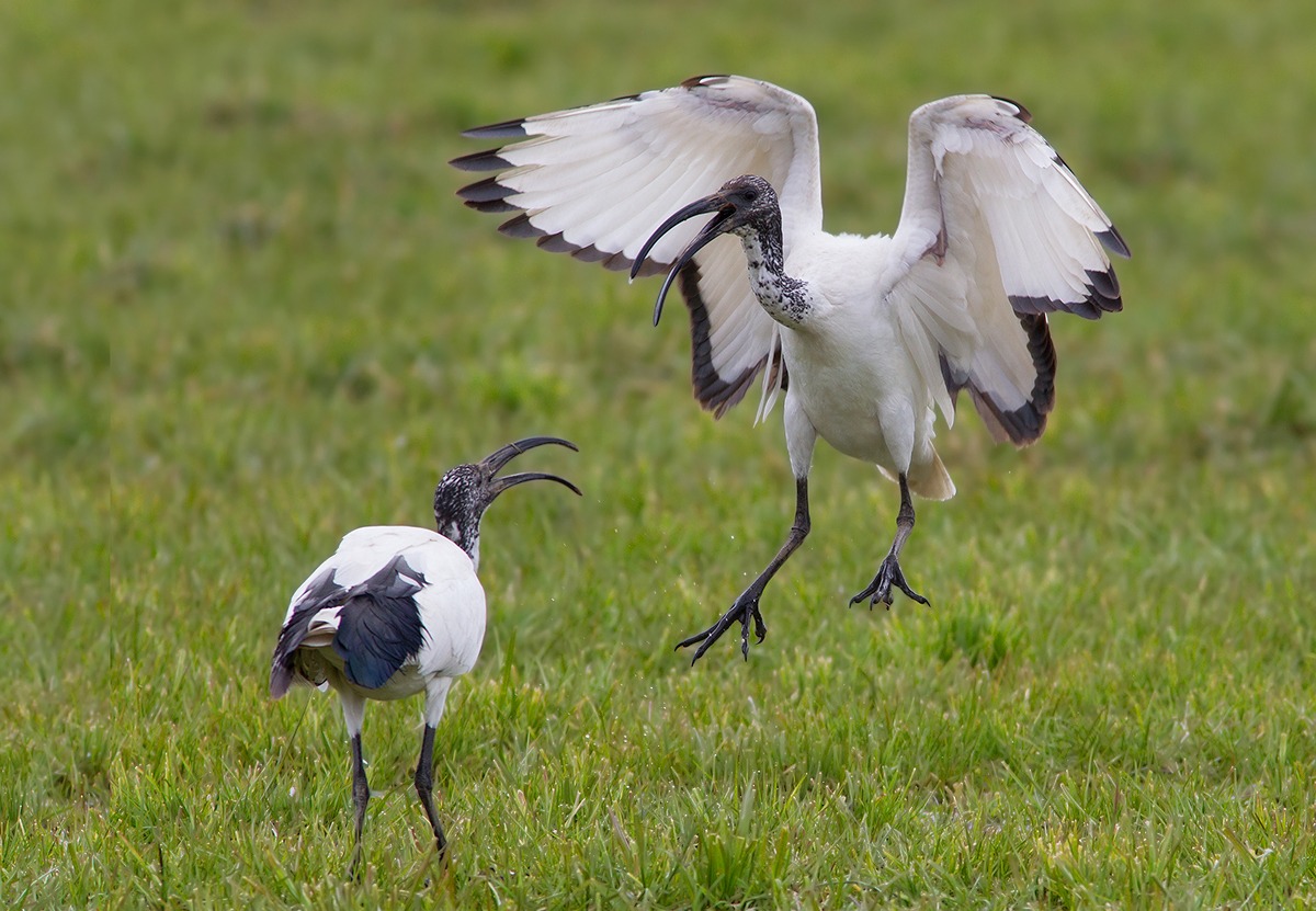 Dispute territoriali - Ibis sacro
