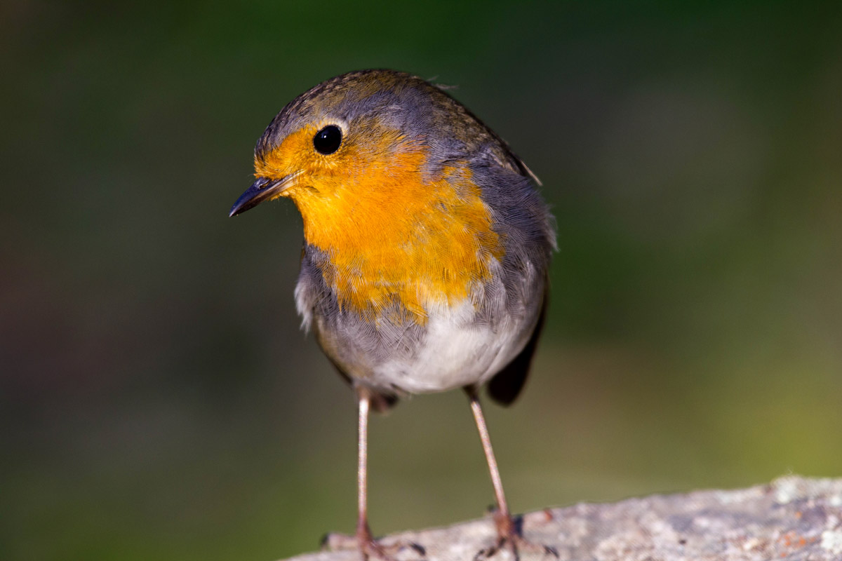 Robin (Erithacus rubecola)
