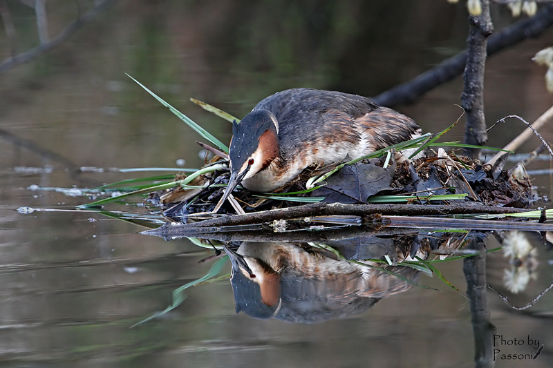 Covo, ma non perdo il mio narcisismo!