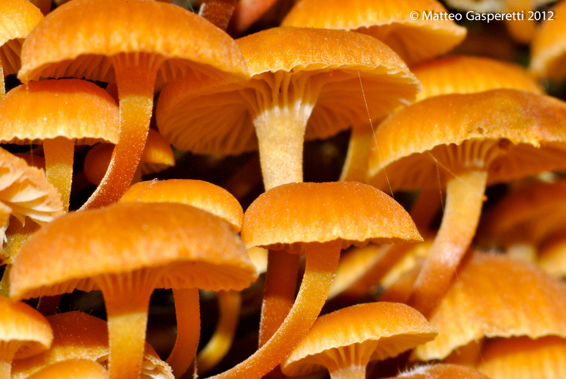 Xerompalina campanella