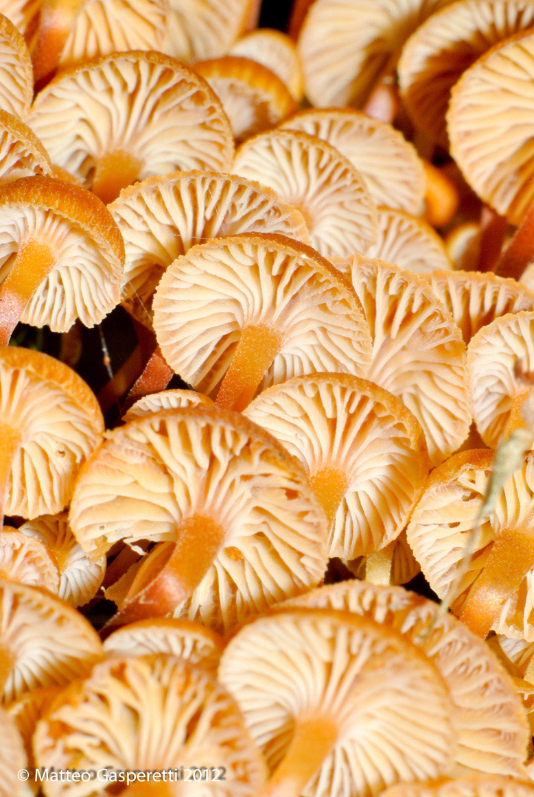 Xerompalina campanella 2.1