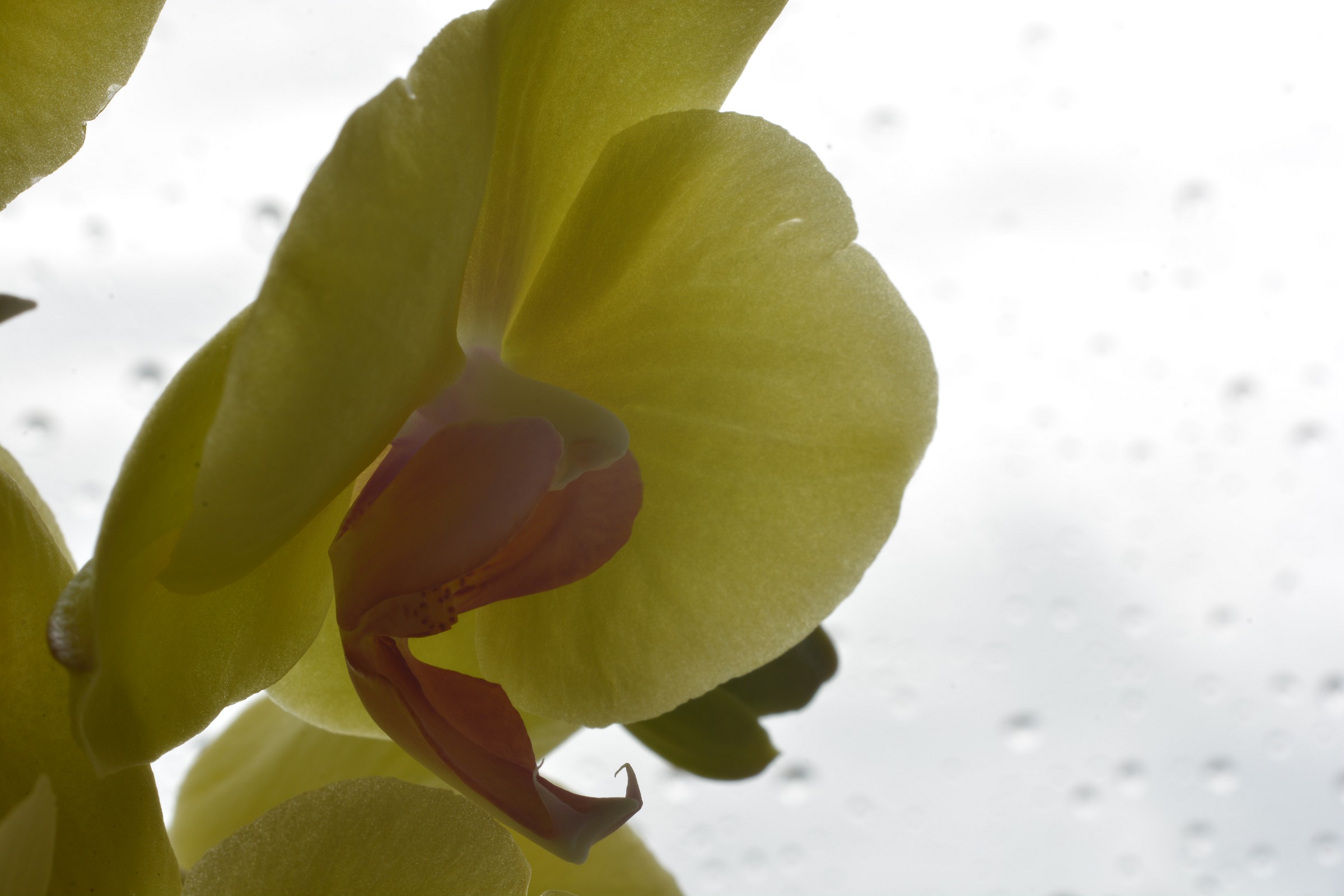 orchid backlit