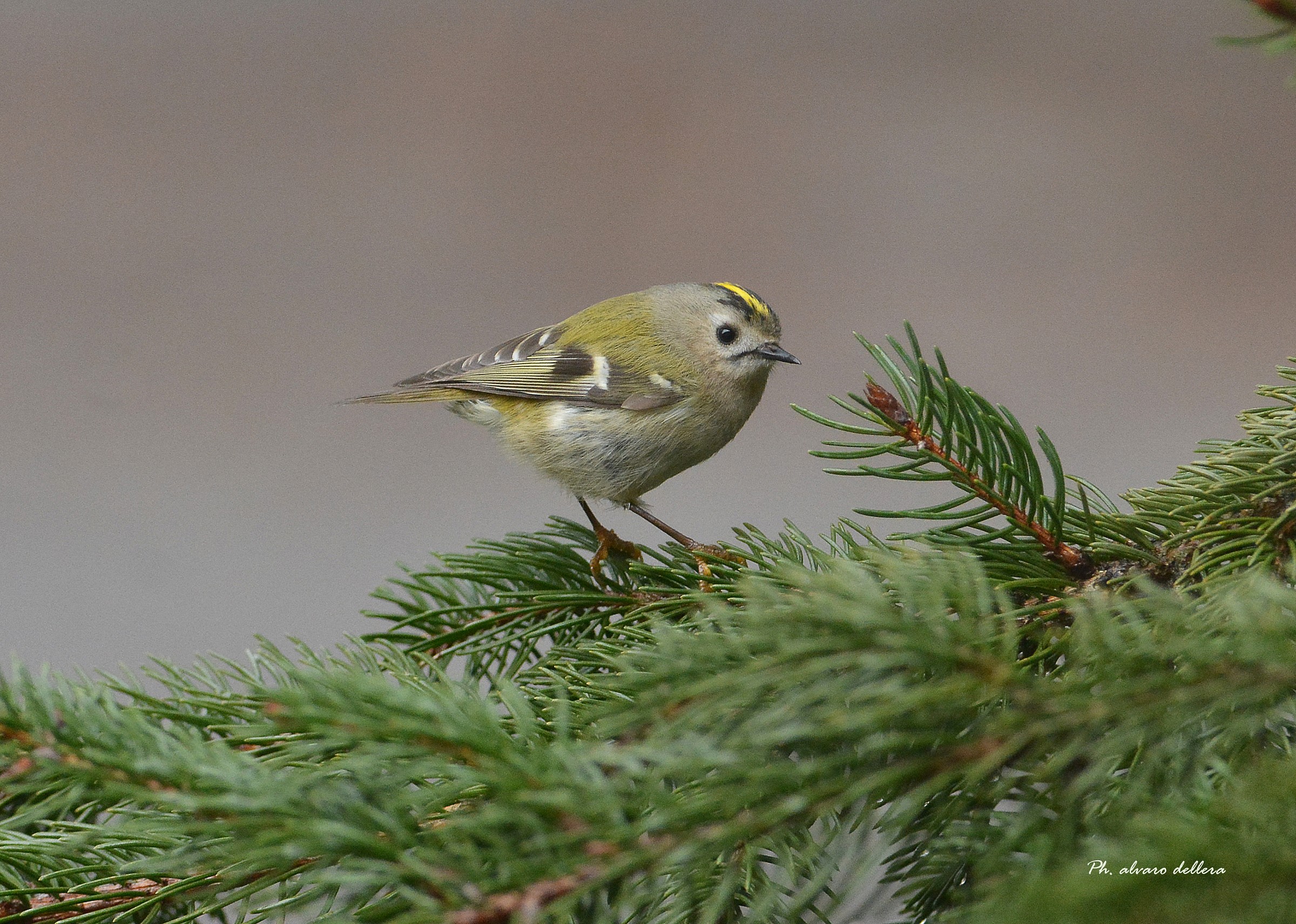 regolo: foto d'istinto