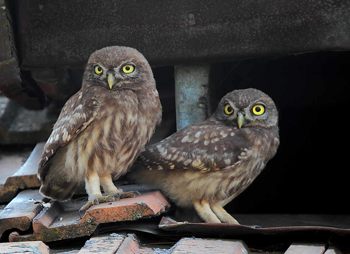 young owls
