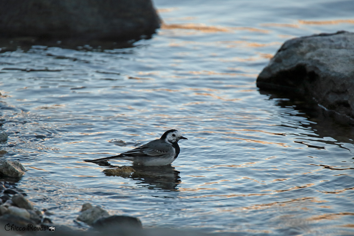Ballerina at sunset.