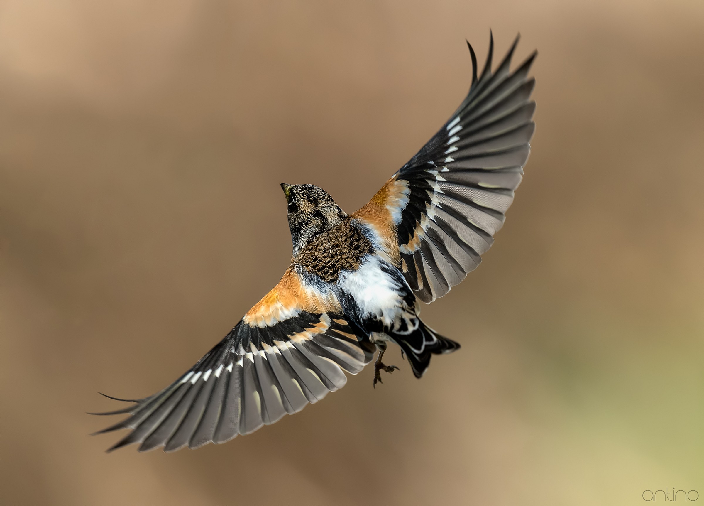 Brambling