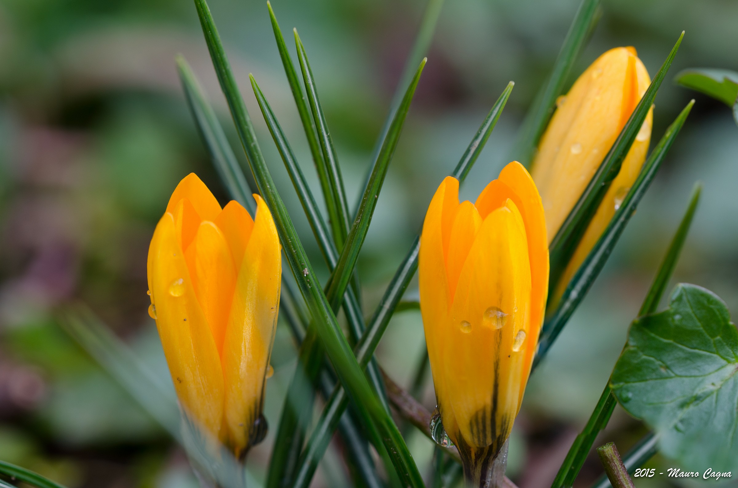 Crocus # 2