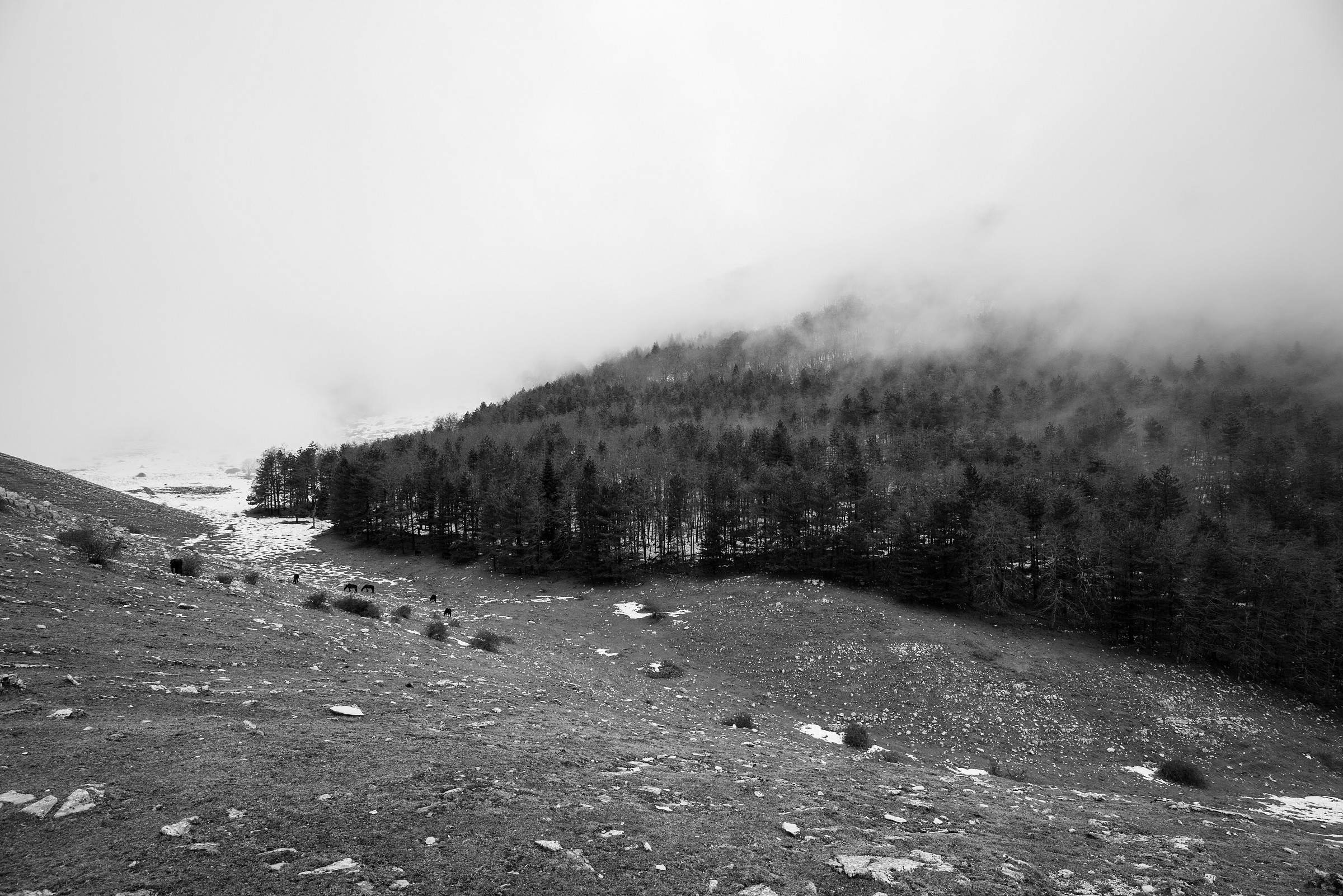 Minte semprevisa - lazio