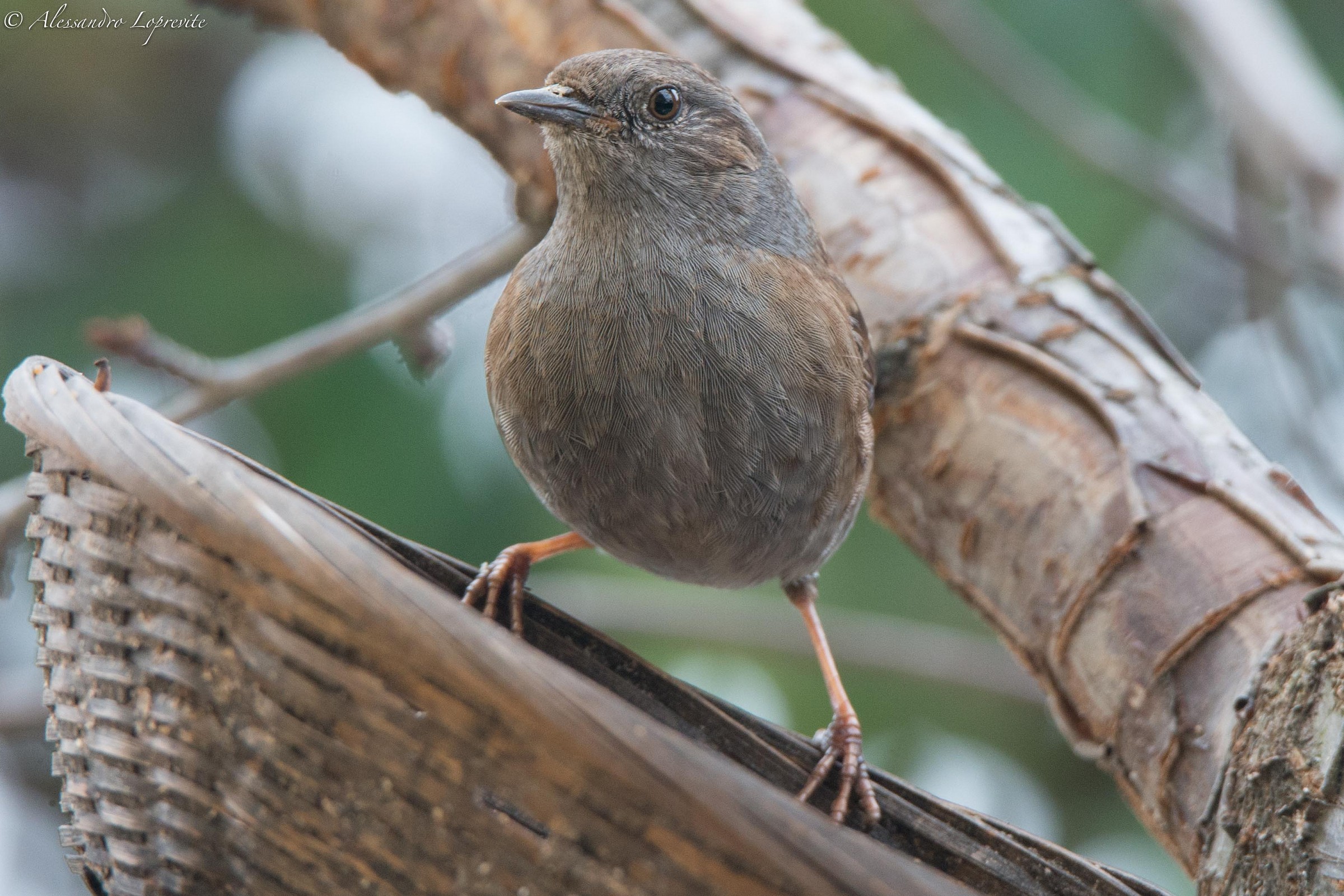 Dunnock