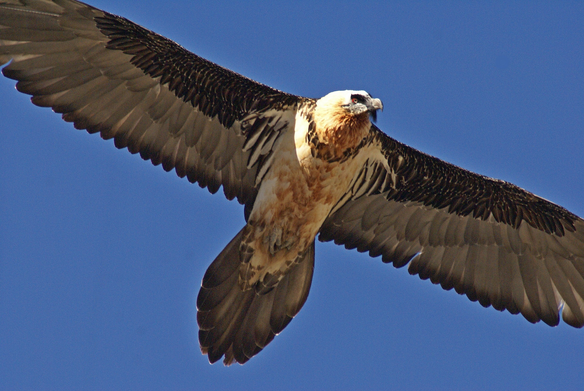 gipeto adulto Ussolo