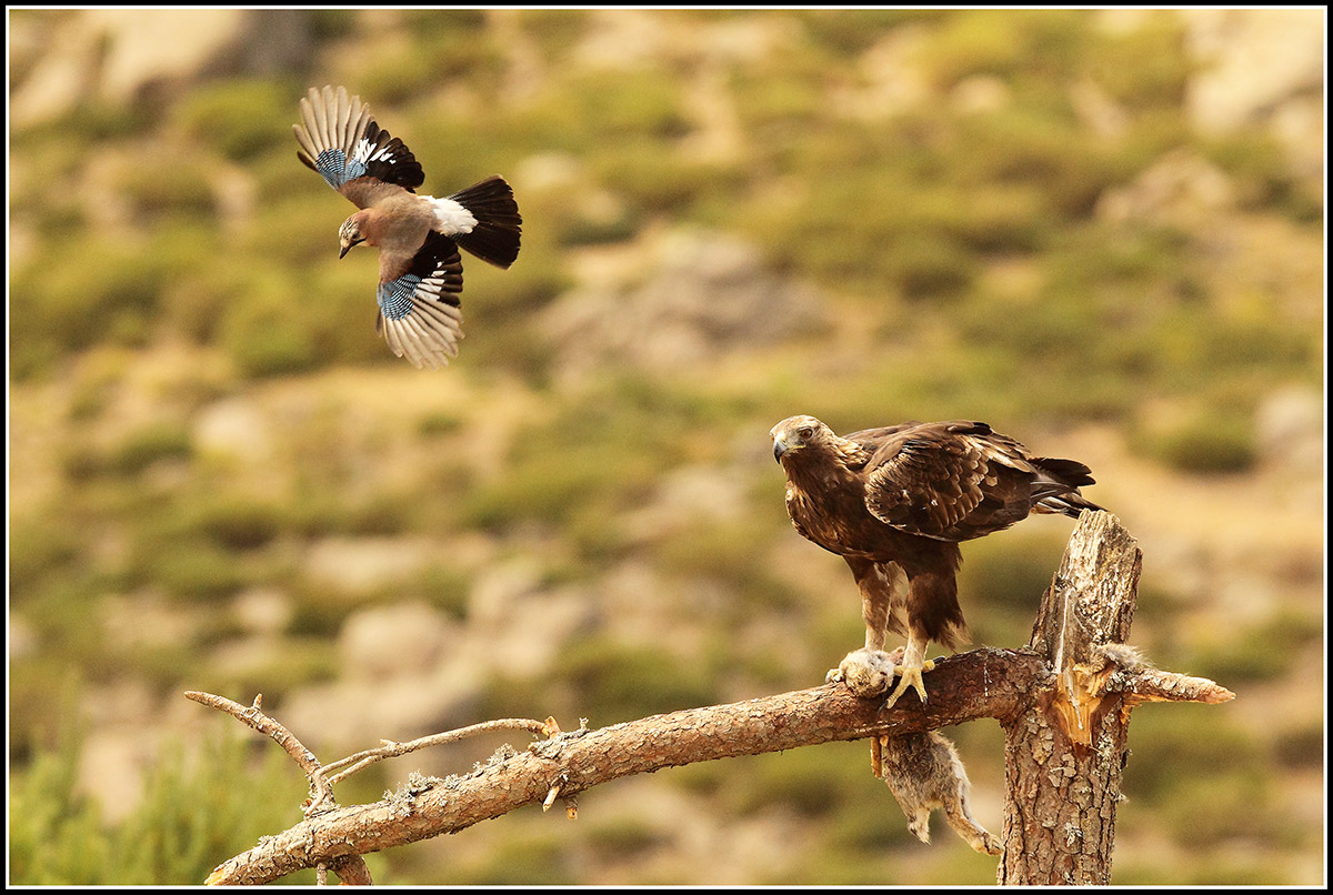Aquila Reale e Ghiandaia a El Barraco Spagna