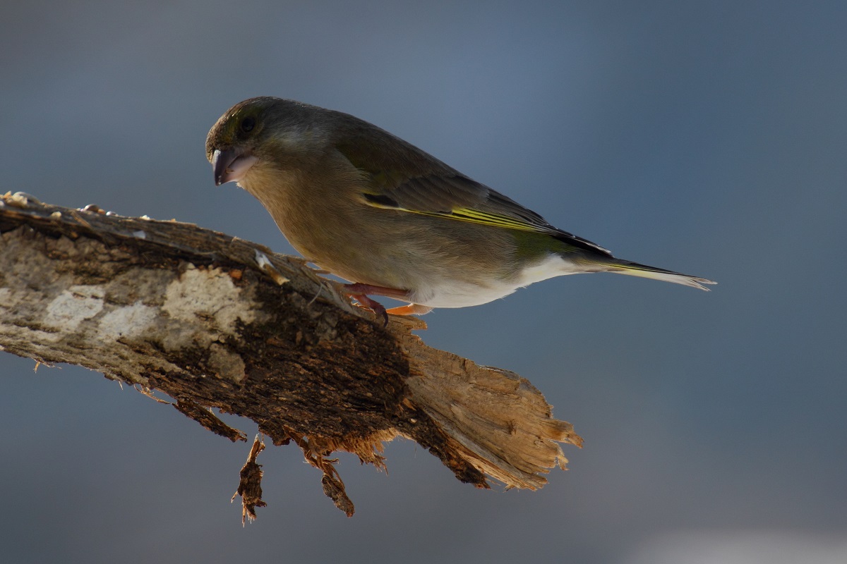 ti vedo ....(verdone femmina)