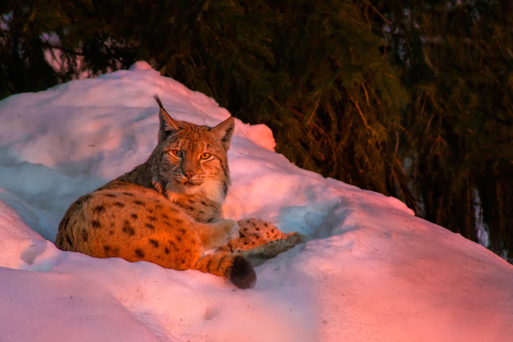 Lynx at Sunset