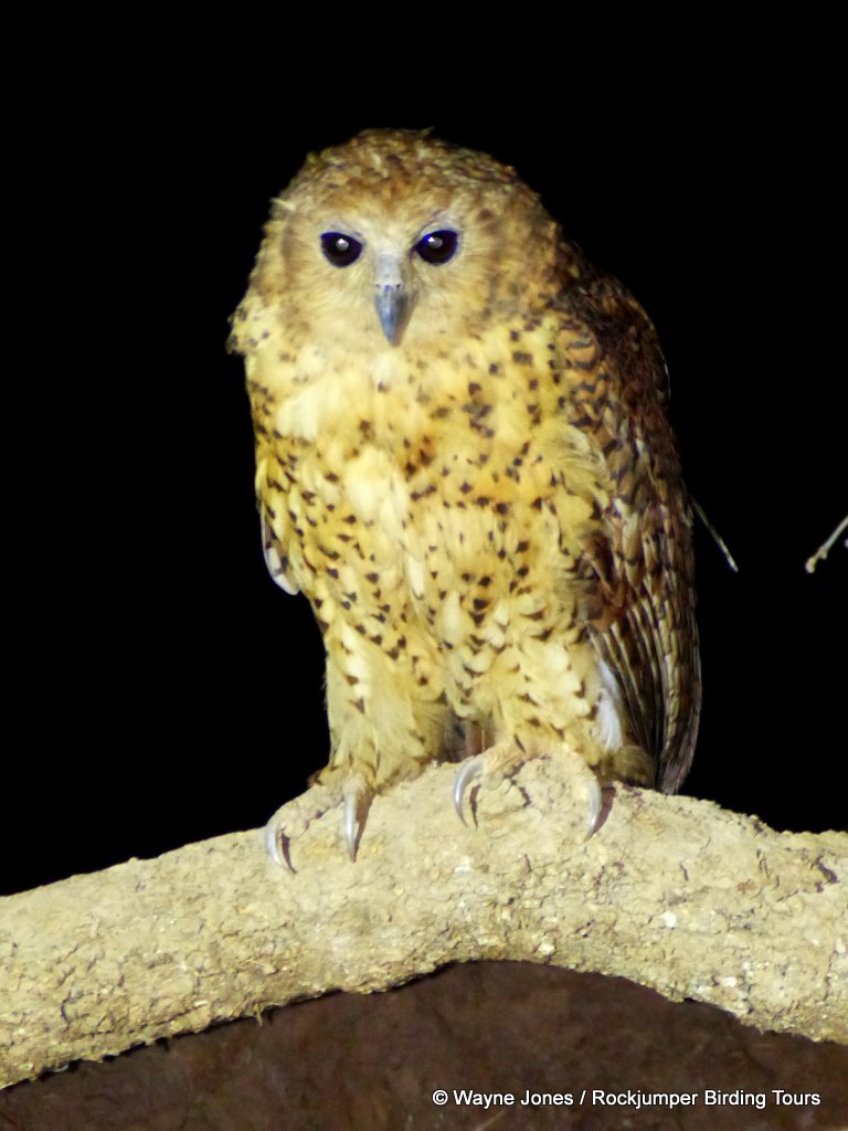 Di Pel Fishing Owl da Wayne Jones