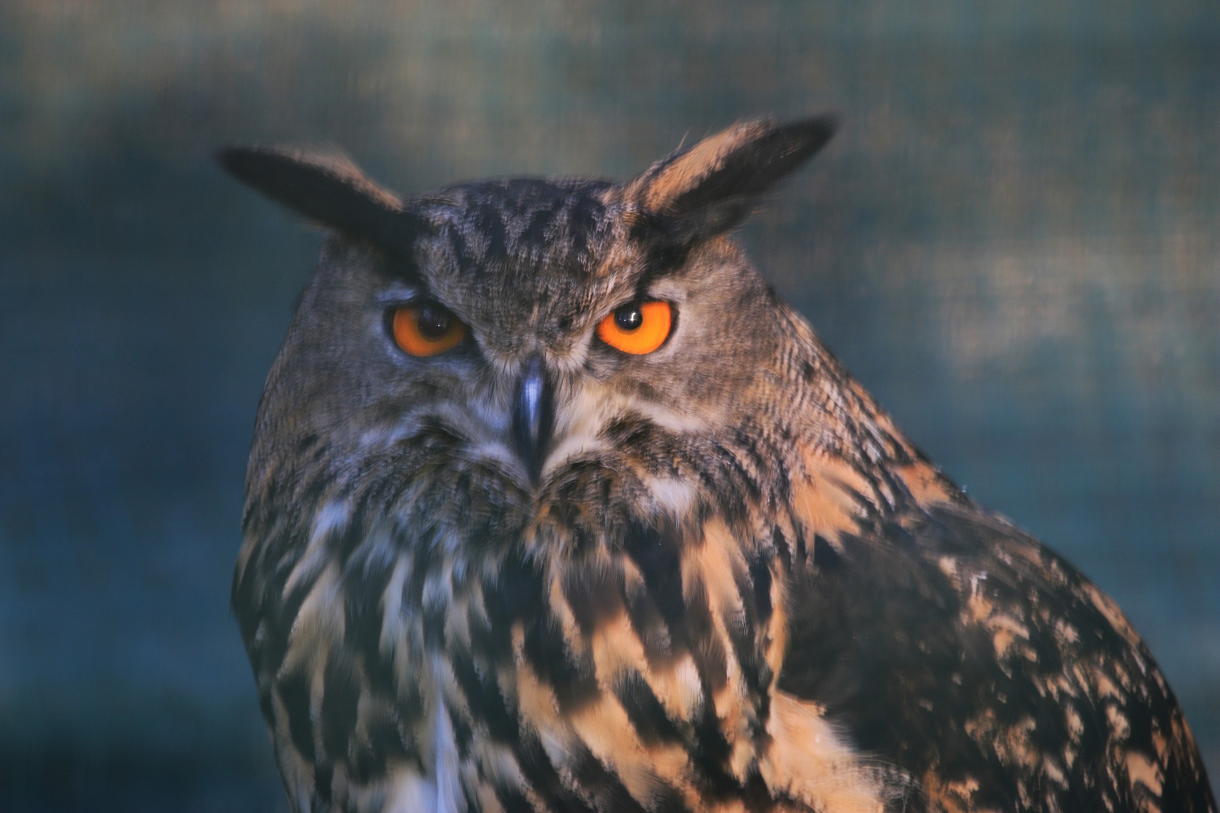 Eagle Owl