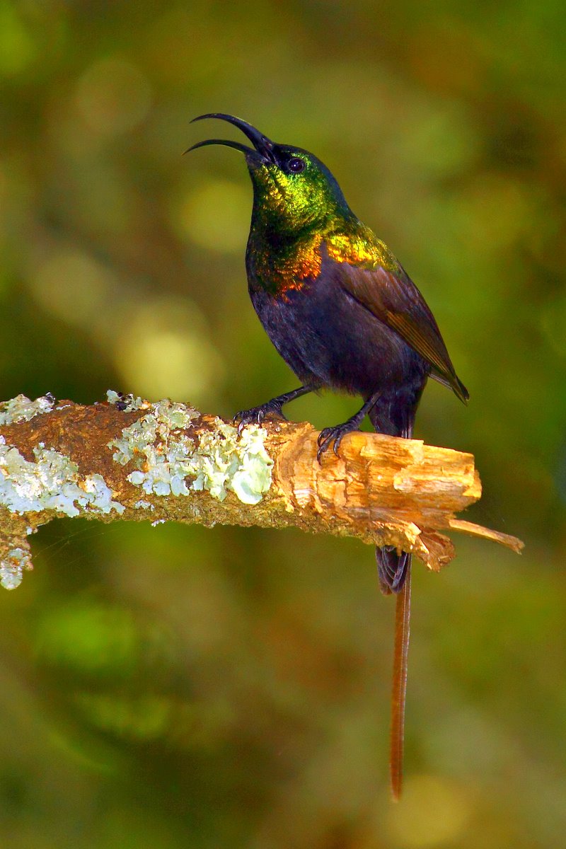 Bronzy Sunbird by Adam Riley