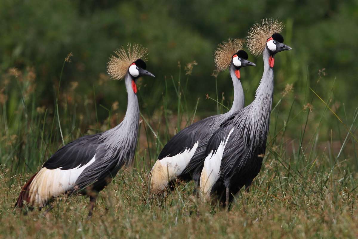 Grey Crowned Gru di Jonathan Rossouw
