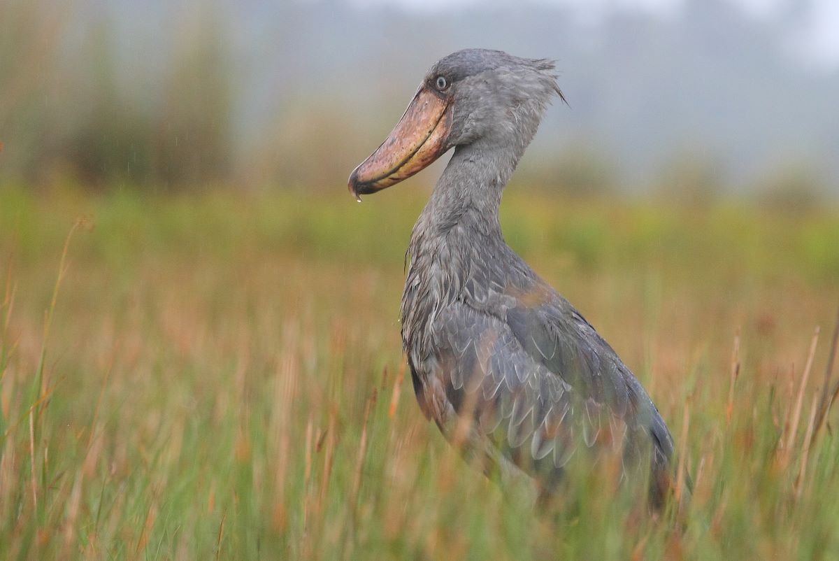 Ugandese Shoebill da Keith Valentine