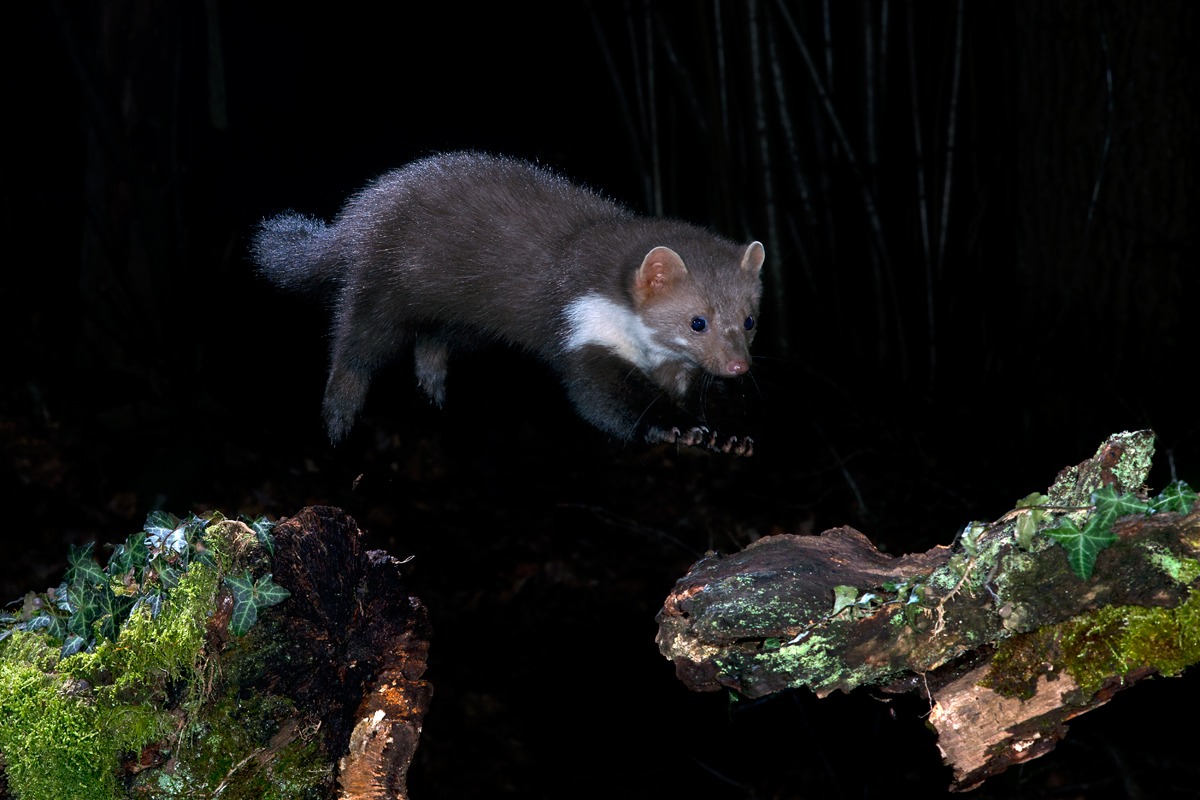 beech marten