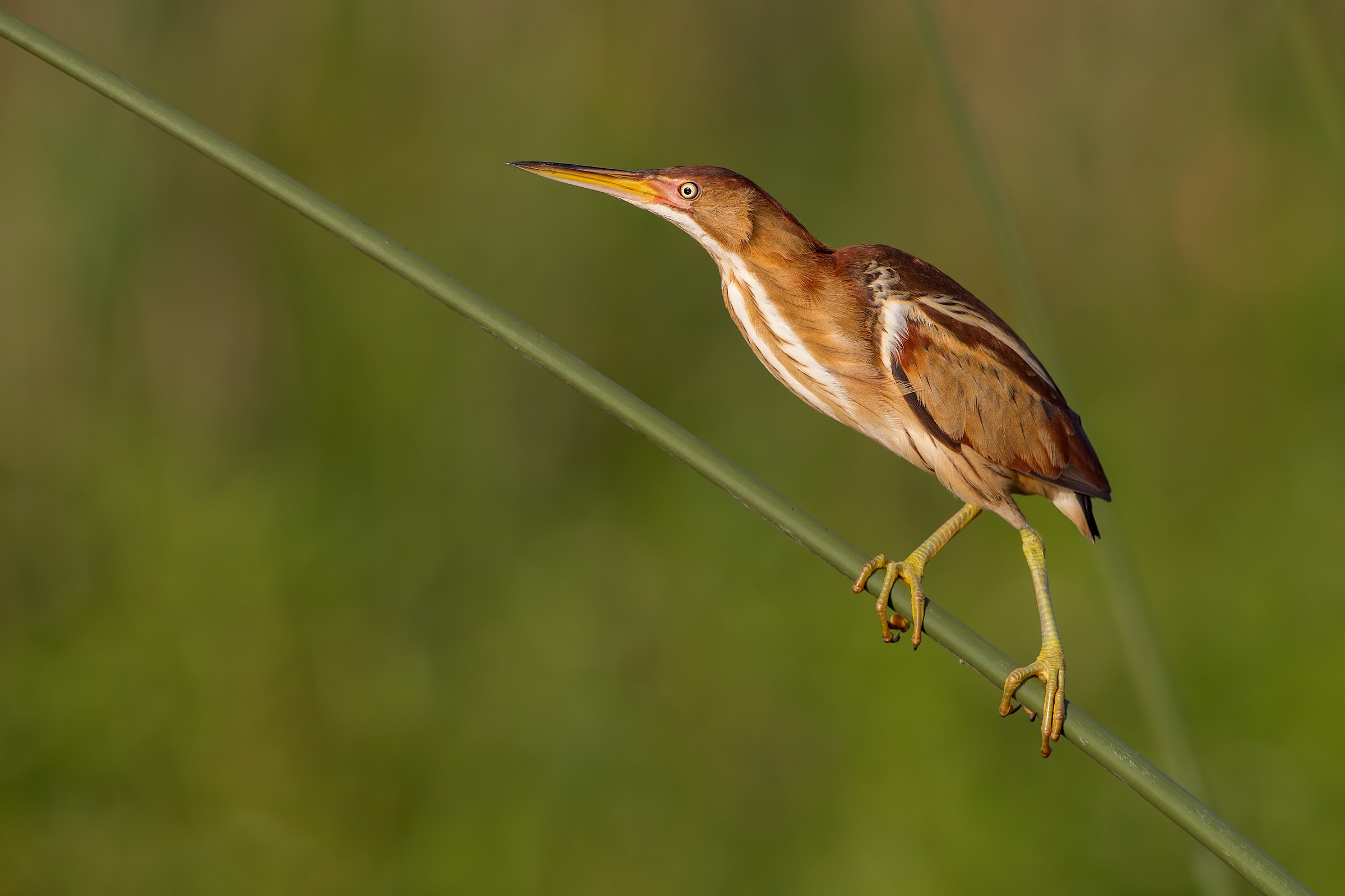 Bittern