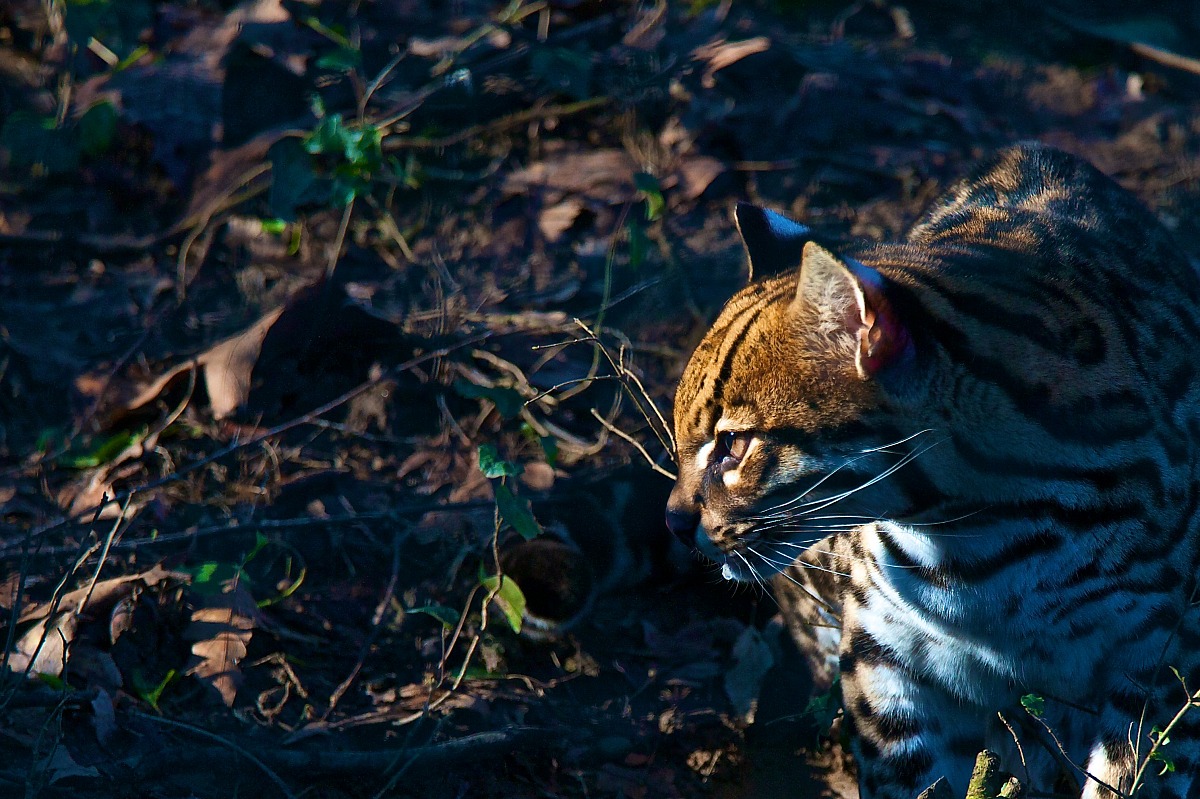 Ocelot - Leopardus Pardalis