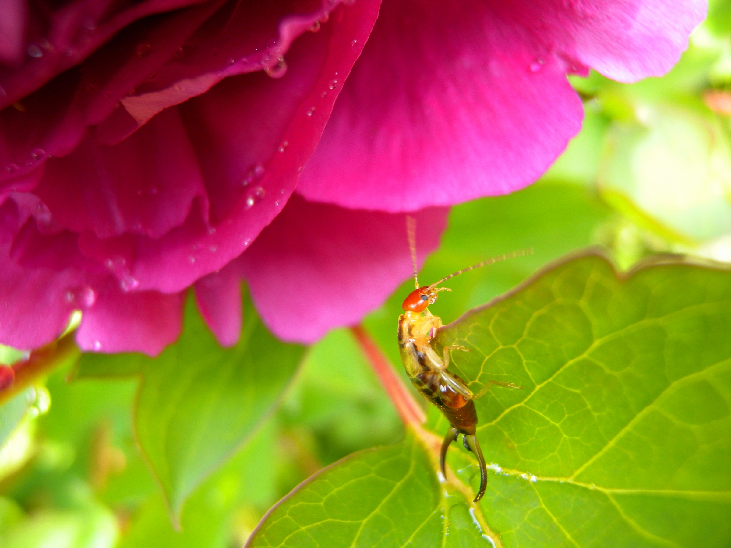 inhabitants of the earth