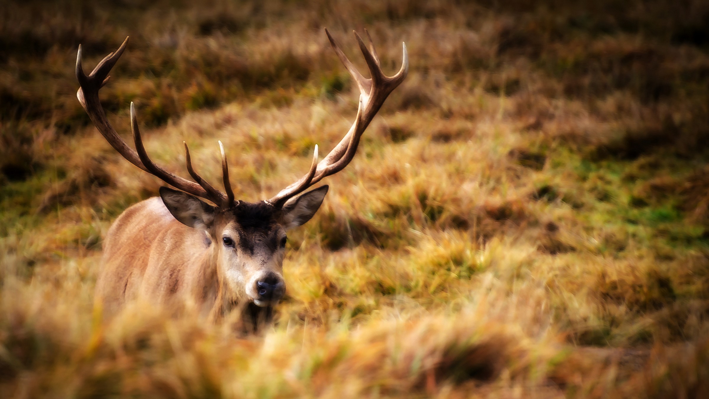 The King of the Wood