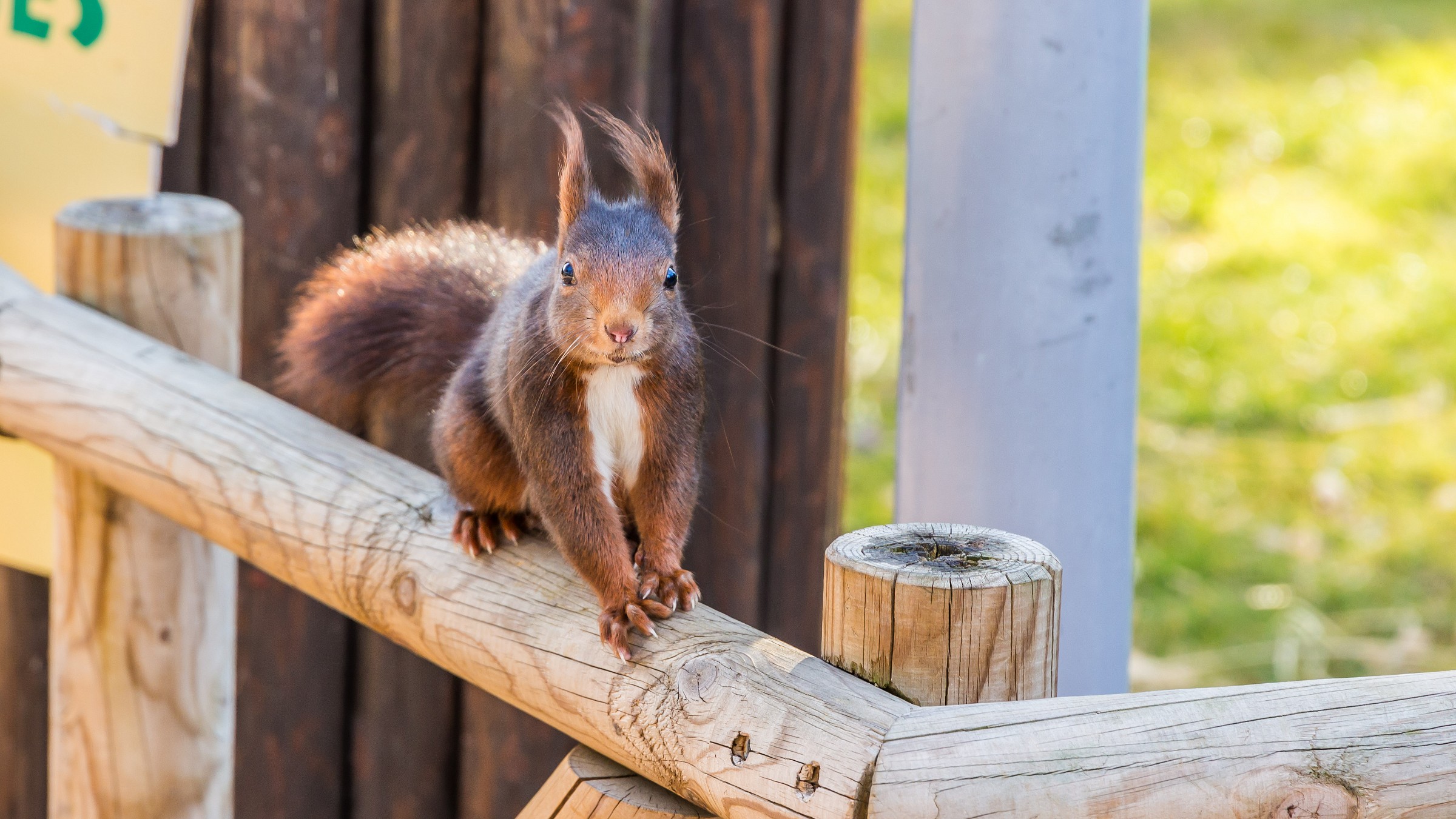 Casa de Campo - Zoo - Squirrel