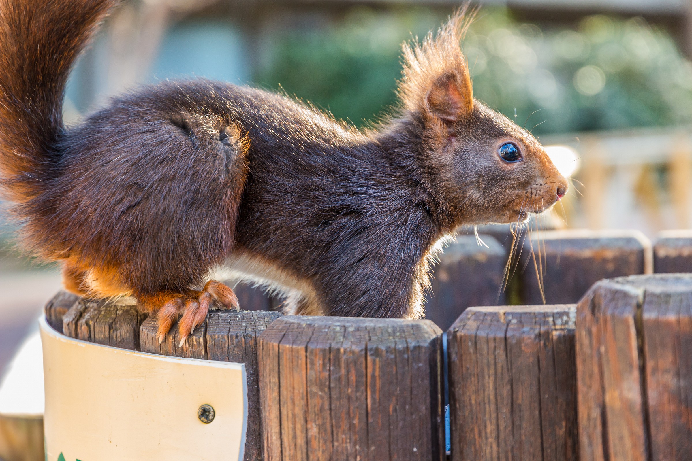 Casa de Campo - Zoo - Scoiattolo 2