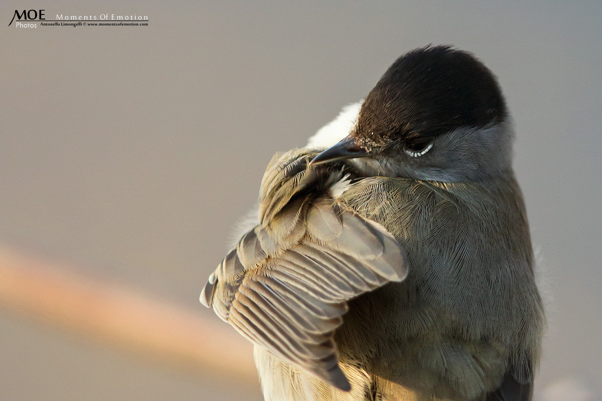 Brrrr...che freddo, stamattina ci vuole un cappottino