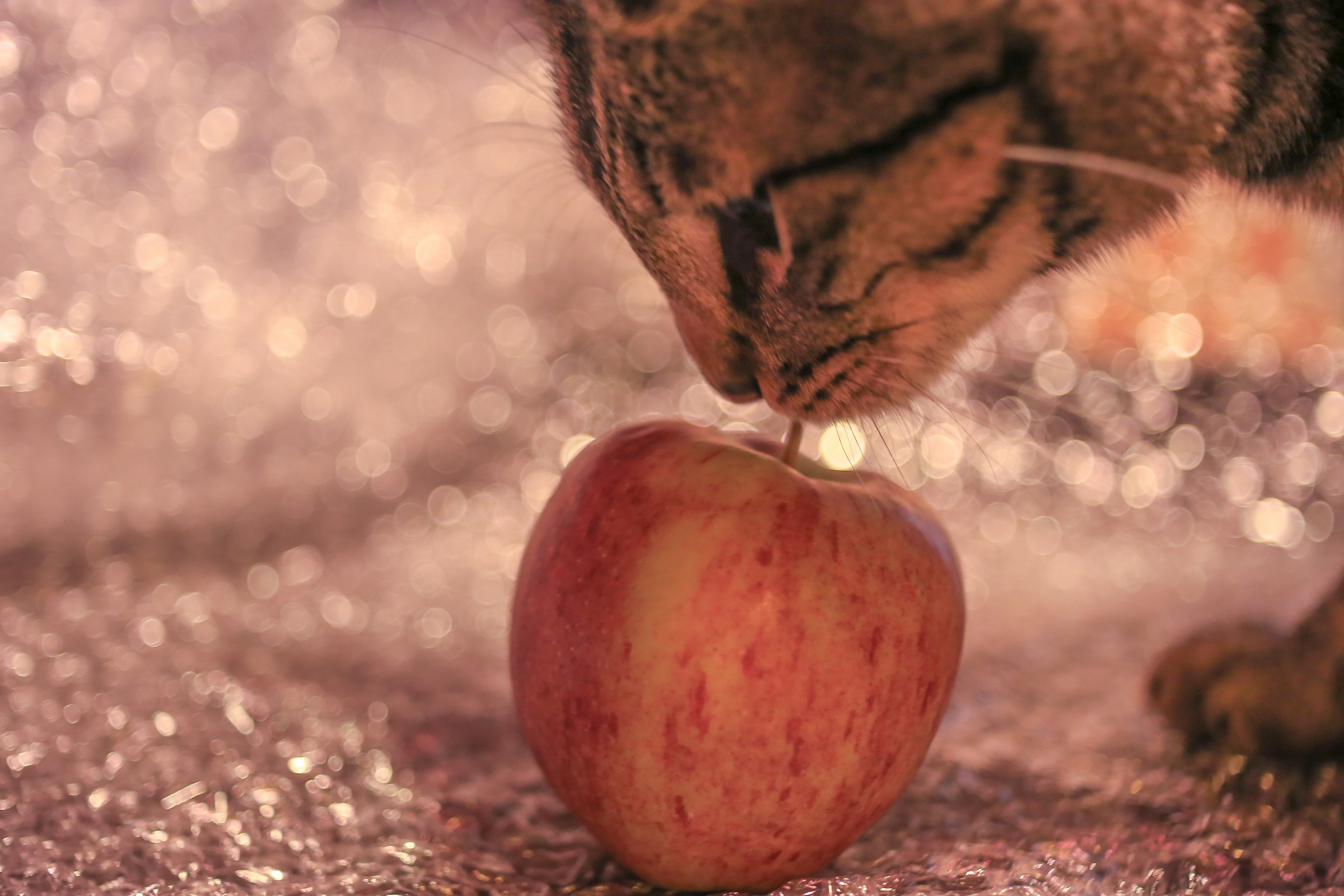Cat apple