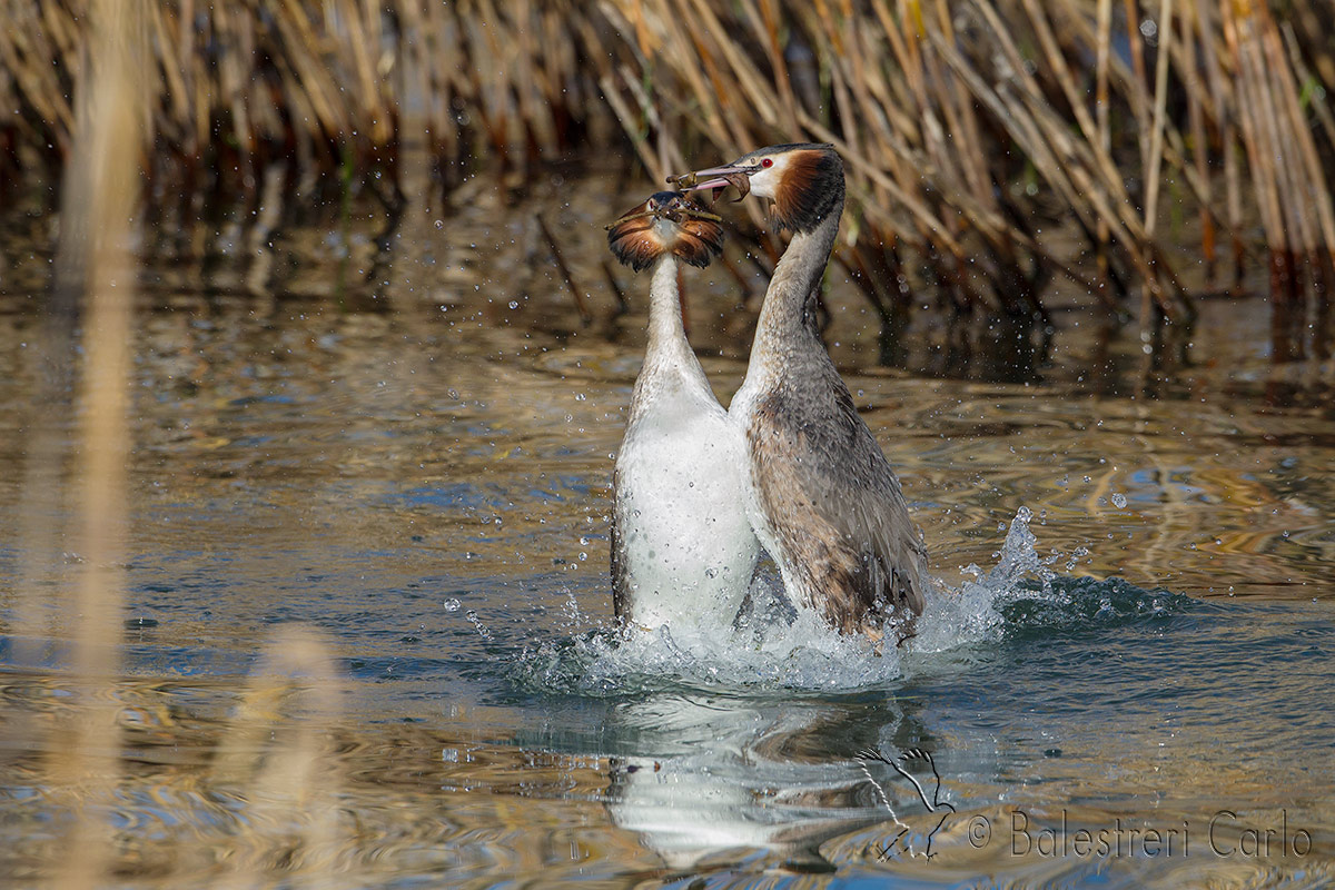 the dance of grebes
