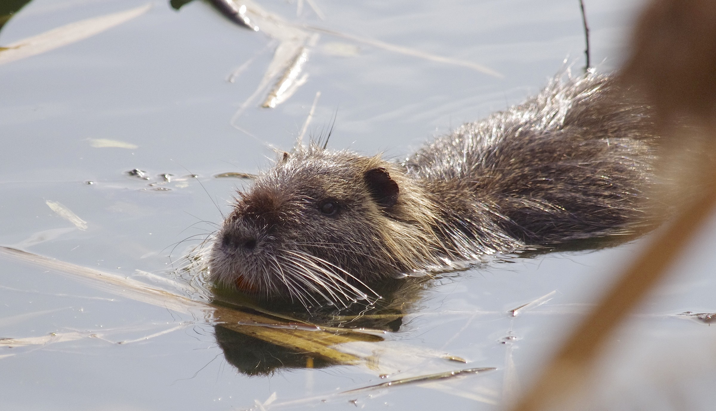Nutria