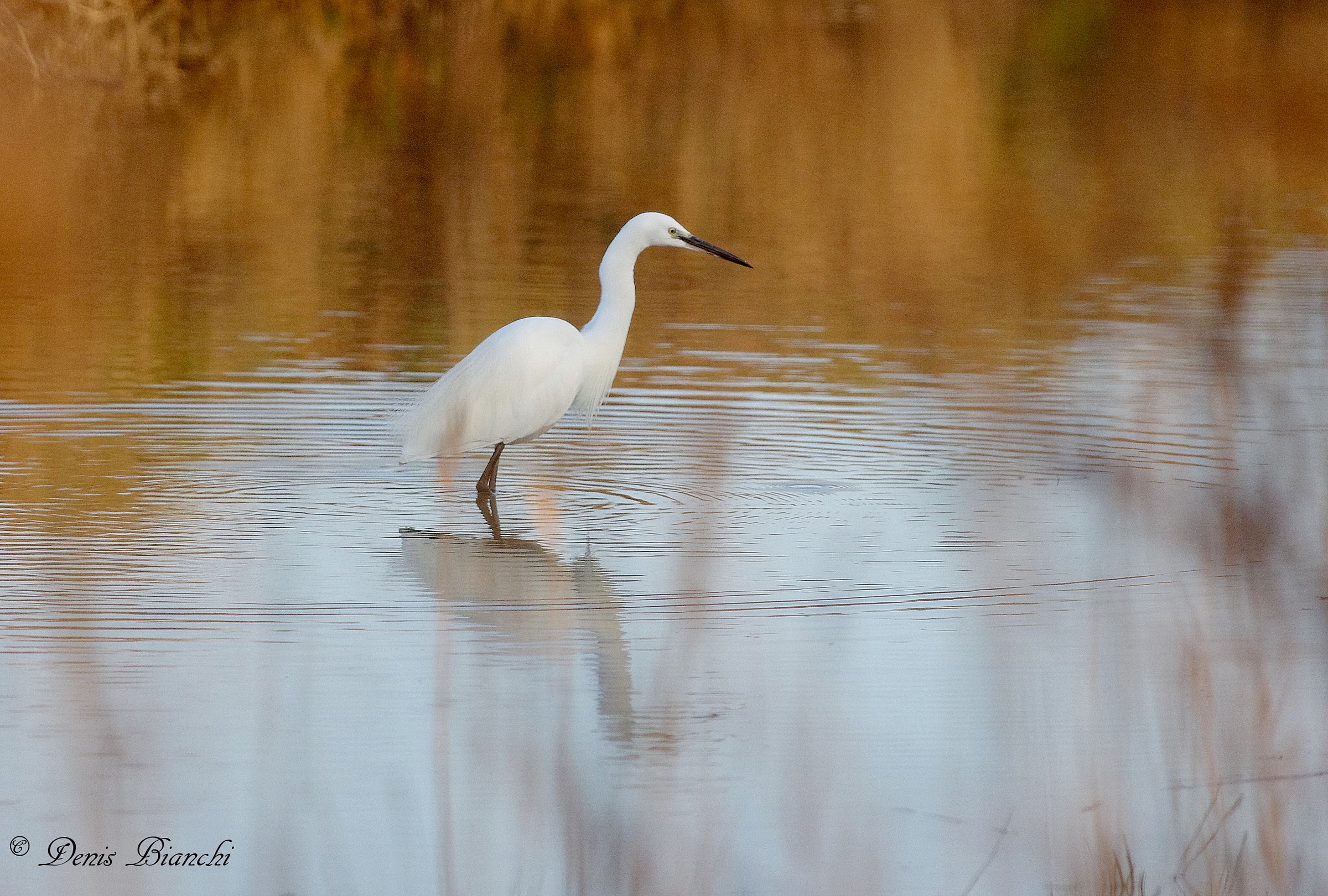 Egret