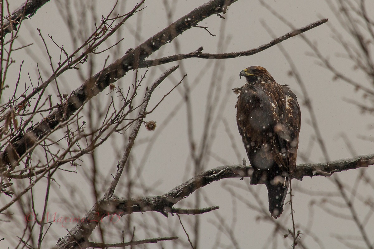 .. la regina e la neve ...