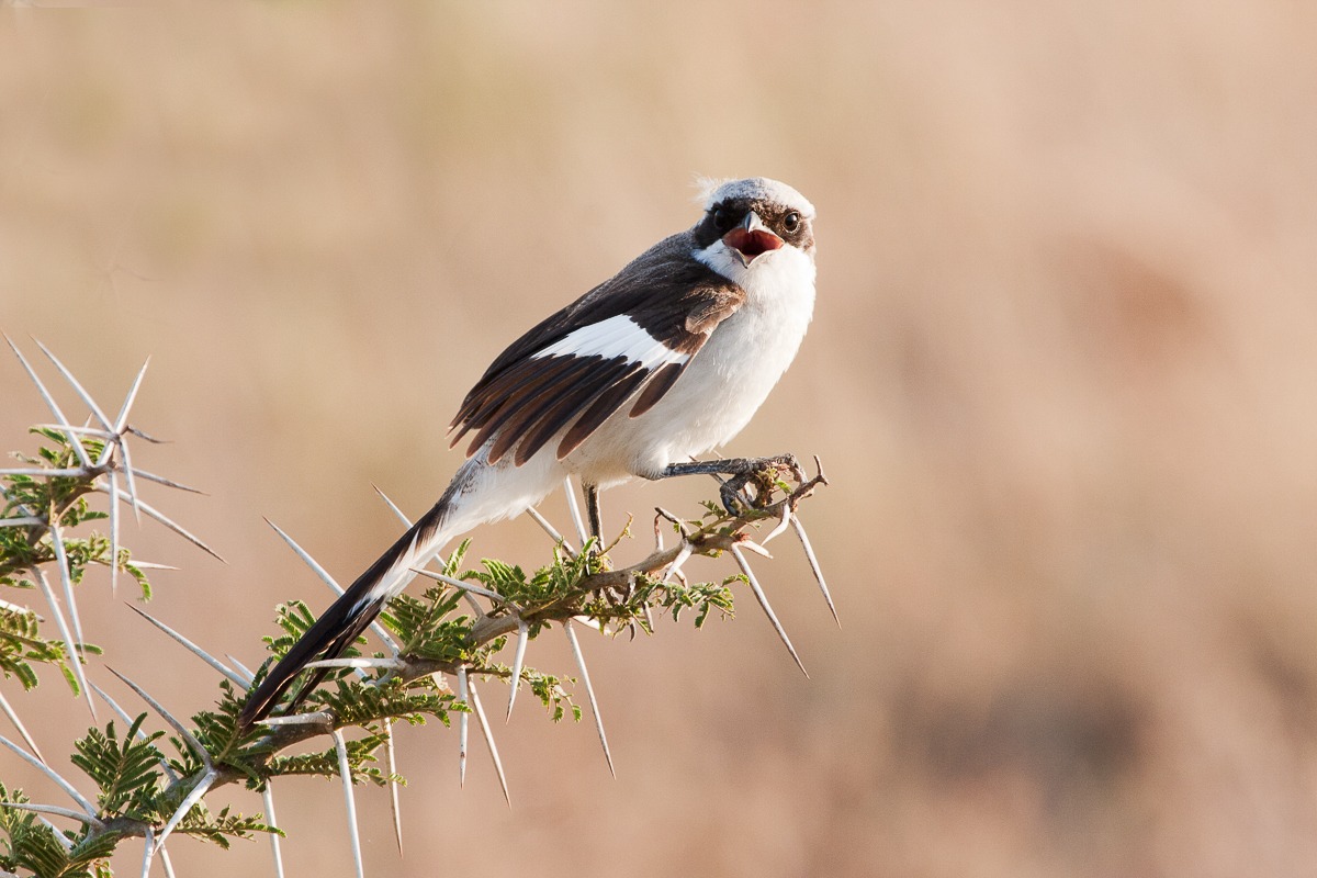 Black-backed Shrike