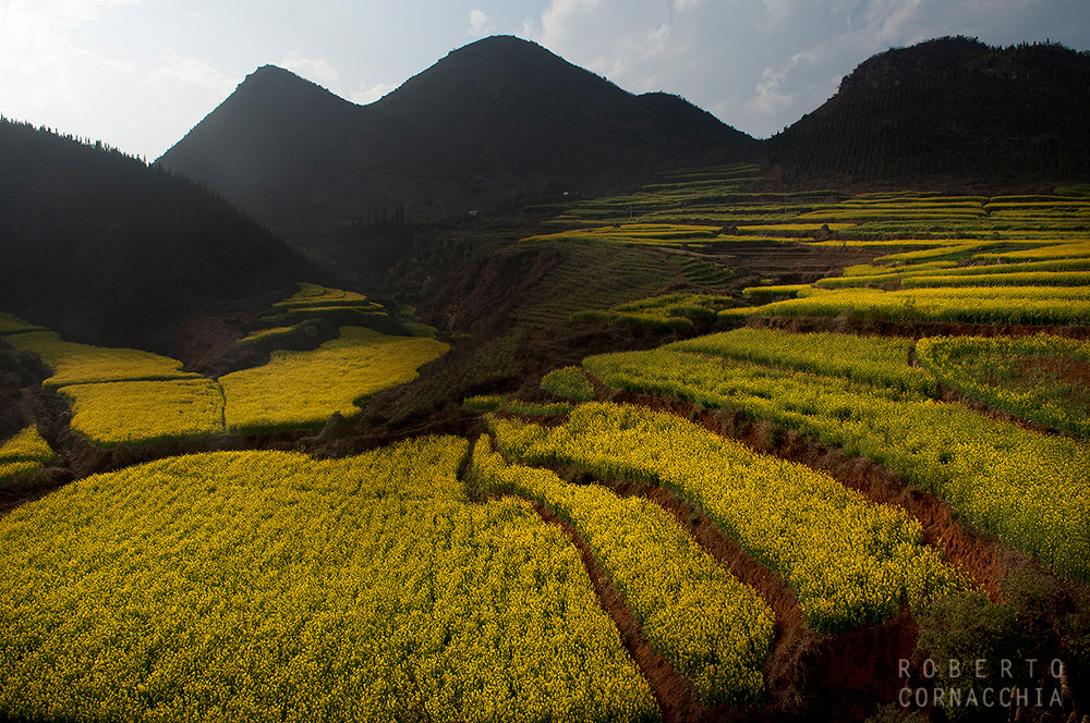 Campi di colza, Luoping