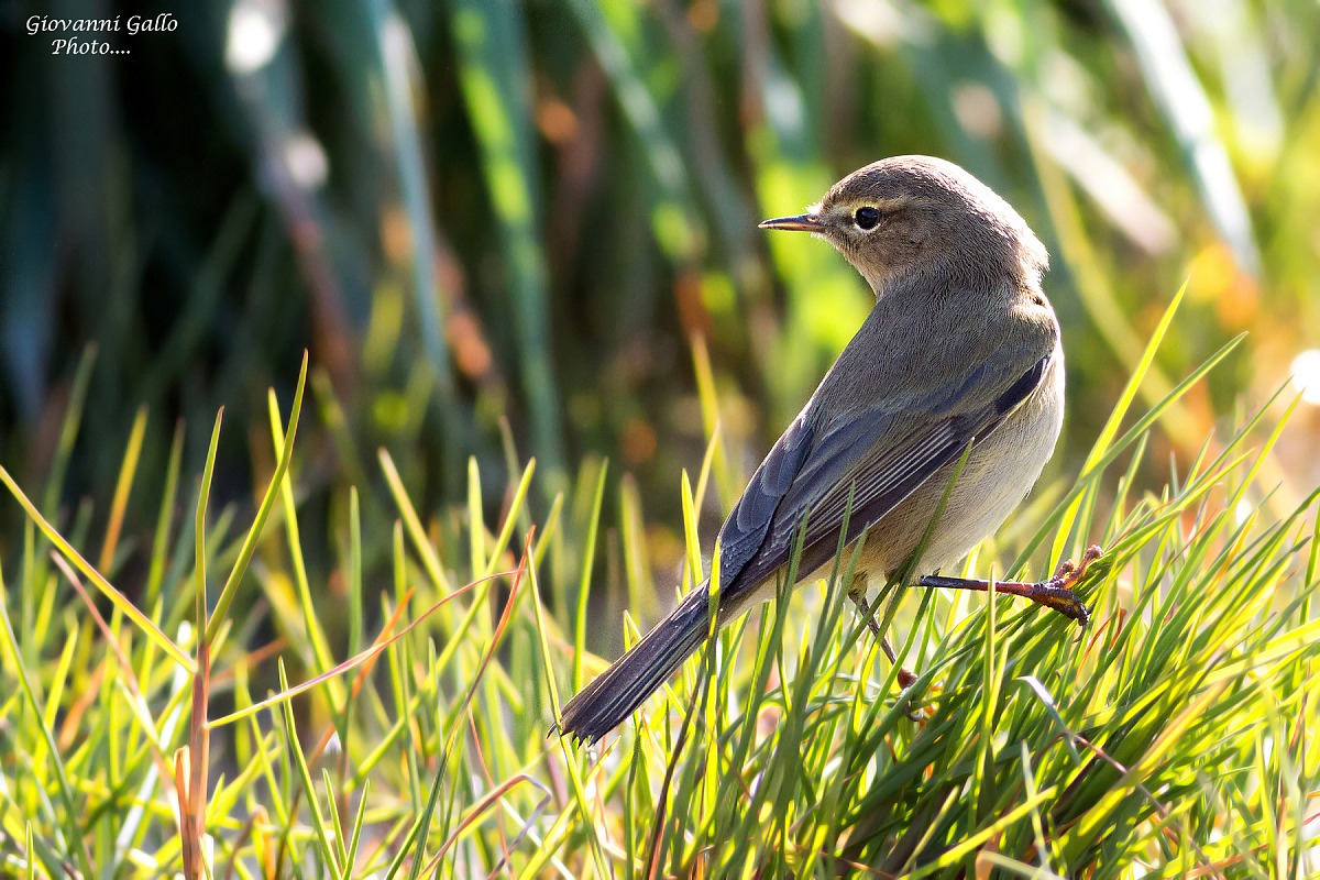 Luì Piccolo (Phylloscopus collybita)