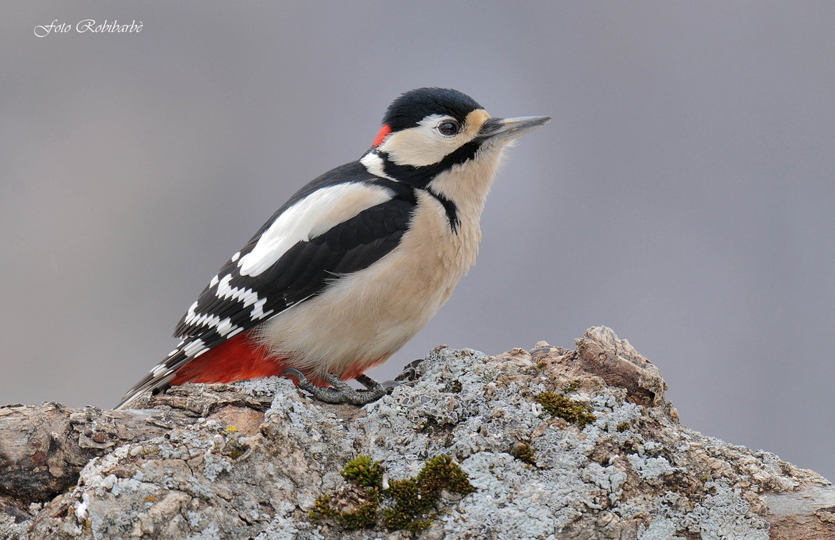 Picchio rosso maggiore....