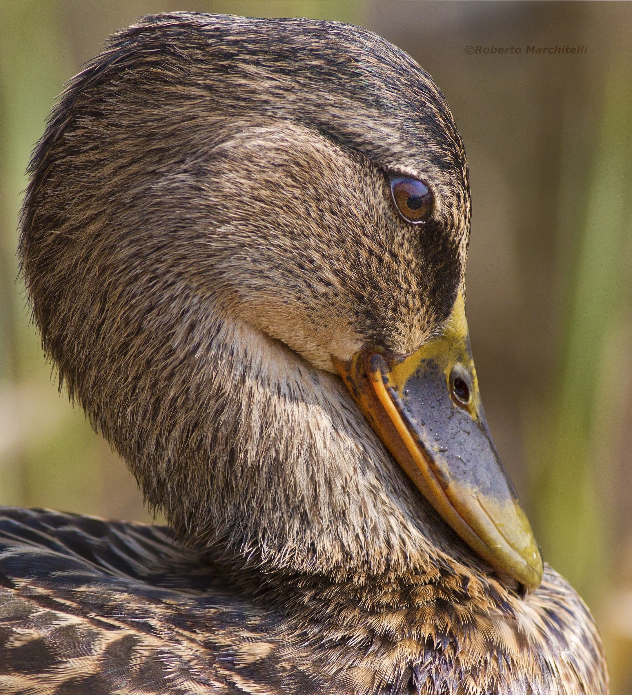 The golden section (Mallard female)