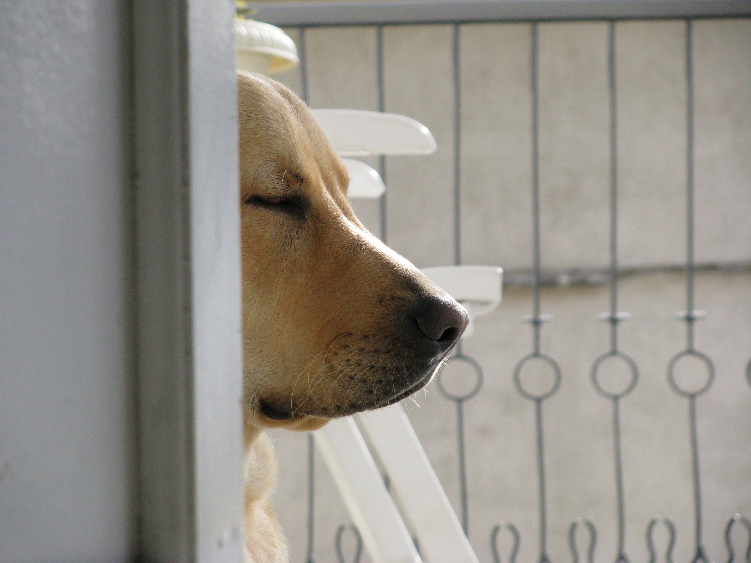 sleep ... so sleepy !!!