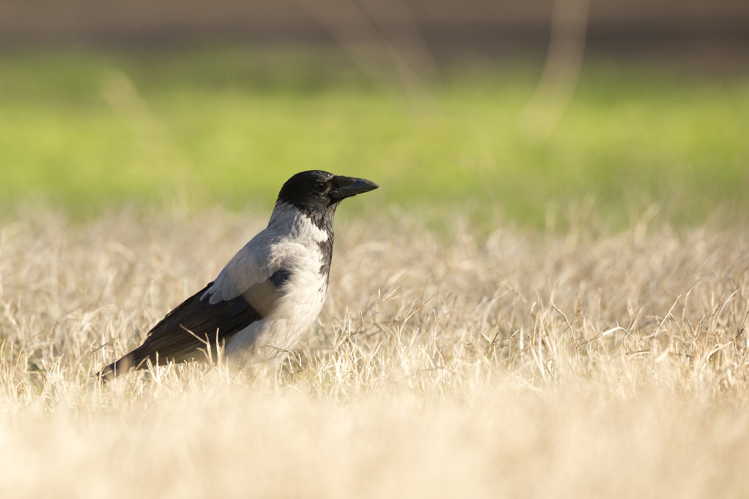 Hooded Crow